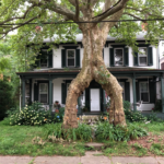 Historic home in Fineview, Pittsburgh, framed by a unique, split tree, showcasing architectural elegance and lush landscaping, reflecting the neighborhood's commitment to aesthetic excellence.