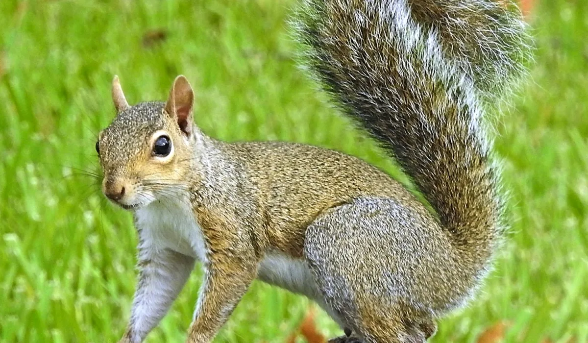 Eastern gray squirrel in a grassy area, illustrating potential wildlife issues related to home damage and prevention strategies.