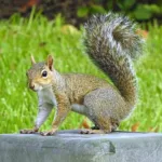 Eastern gray squirrel in a garden setting, relevant to tips on keeping squirrels off roofs.