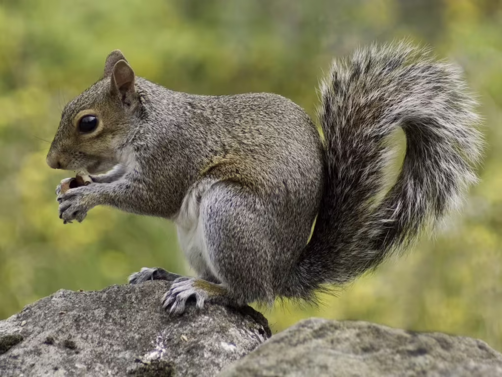 Squirrel sitting on a rock, illustrating potential wildlife threats to roofs and the importance of prevention methods.