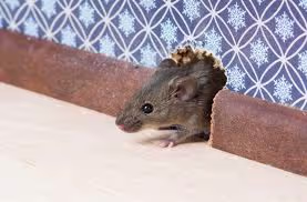 mice getting into home